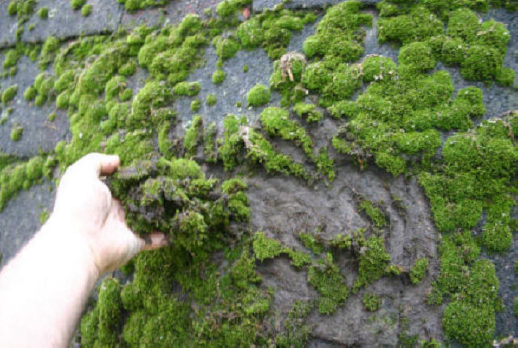 Hand scraping moss and mud from an asbestos roof.